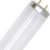 SPL | TL Buis | G13 Fitting | T12 | 20W | Blacklight UV insectenlamp | 59cm